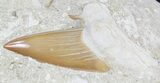 Otodus Shark Tooth Fossil Partially Exposed In Rock #56433-2